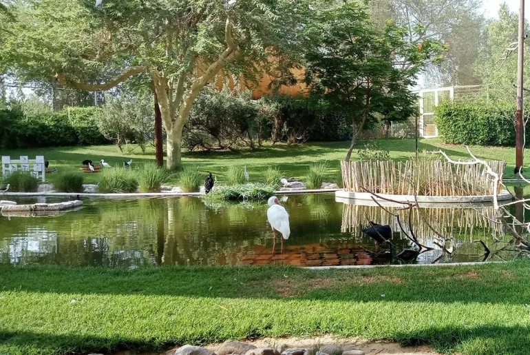 Wasit Wetland – Sharjah