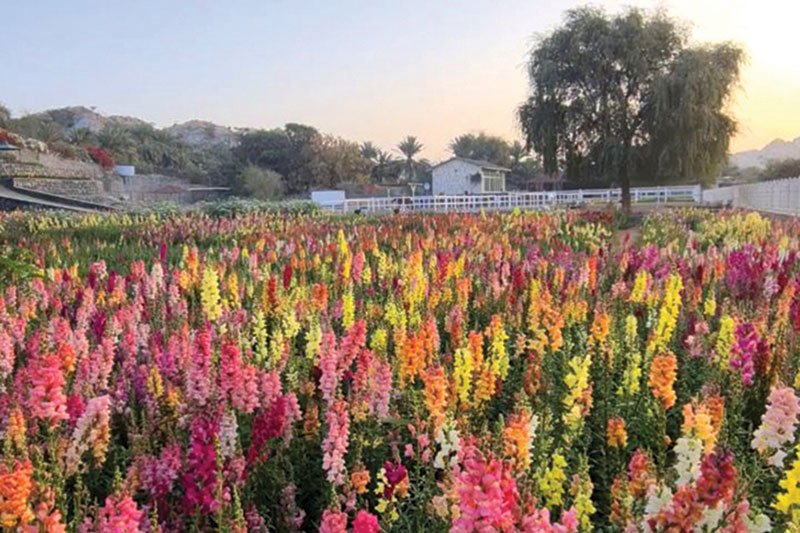 UAE Flower Farm