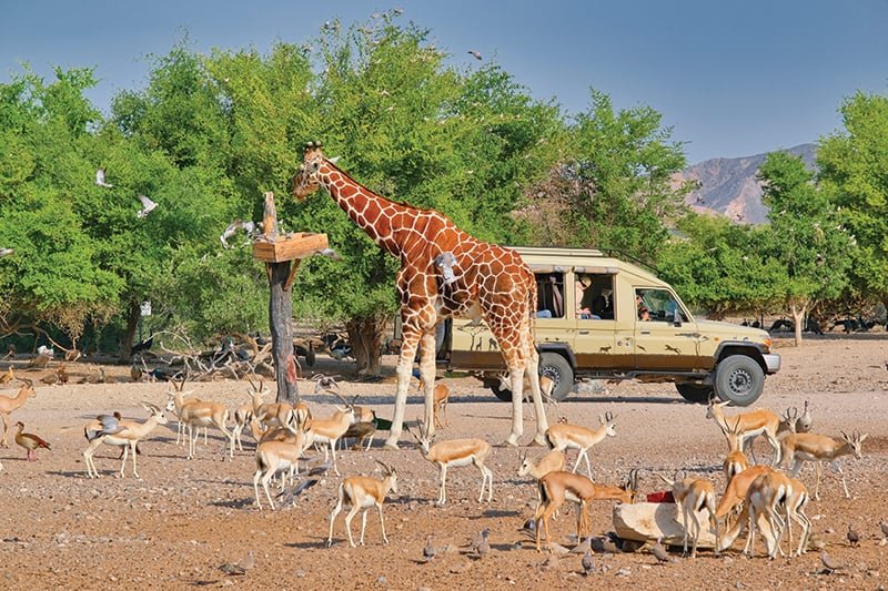 The nature one: Anantara Sir Bani Yas, Abu Dhabi
